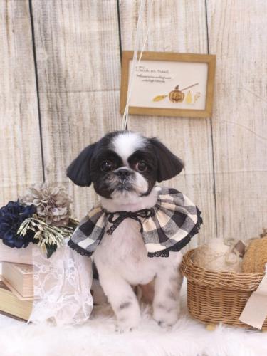 20241029たいがくん